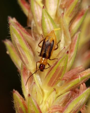 Western corn rootworm beetle on corn tassels